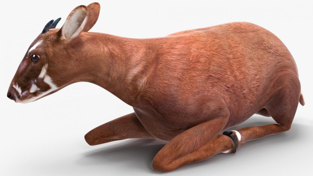 3D Saola Rigged for Maya 3 model