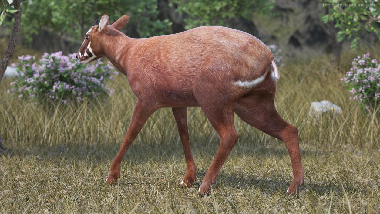 3D Saola Rigged for Maya 3 model