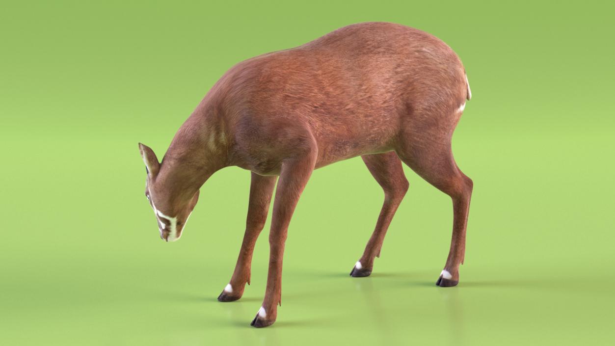 3D Saola Rigged for Maya 3 model