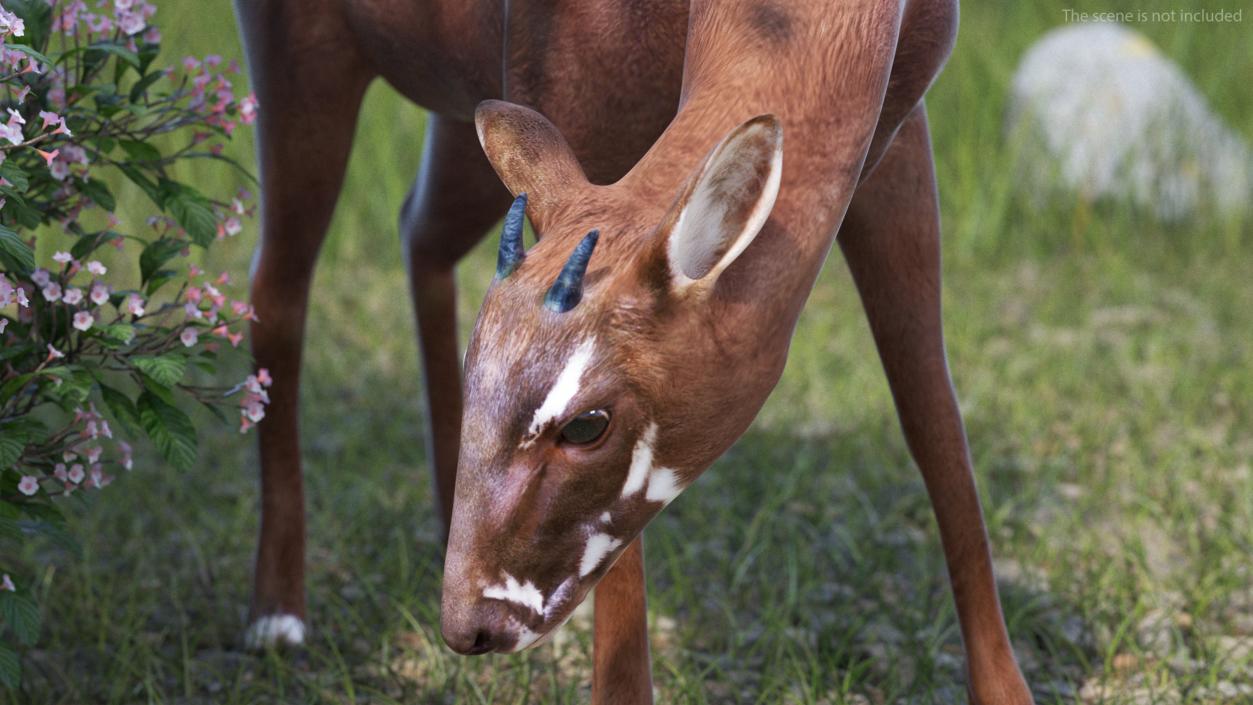 3D Saola Rigged for Maya 3 model