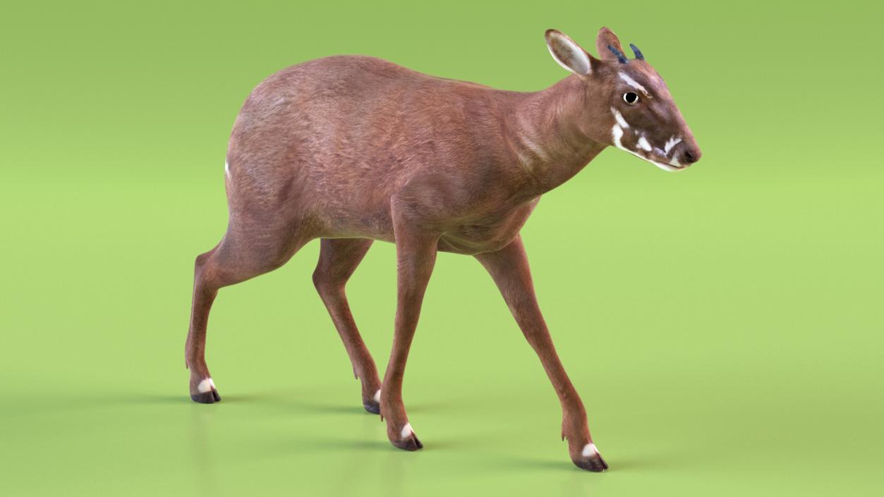 3D Saola Rigged for Maya 3 model