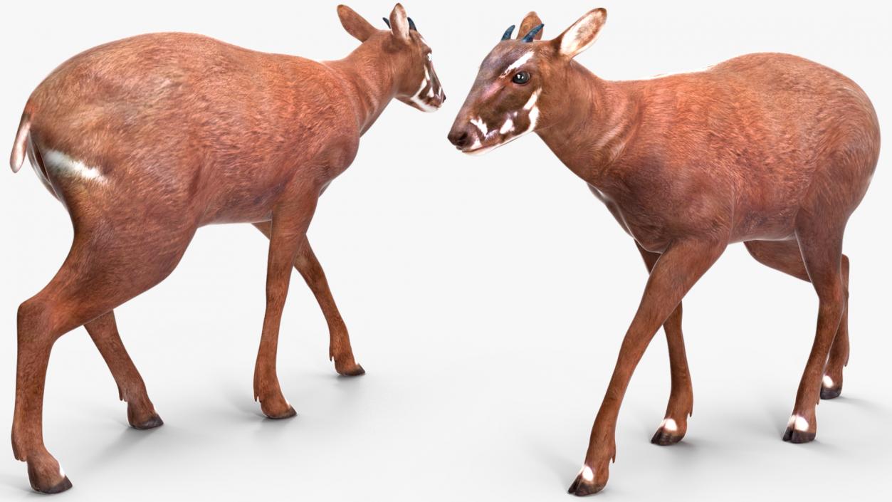 3D Saola Rigged for Maya 3 model