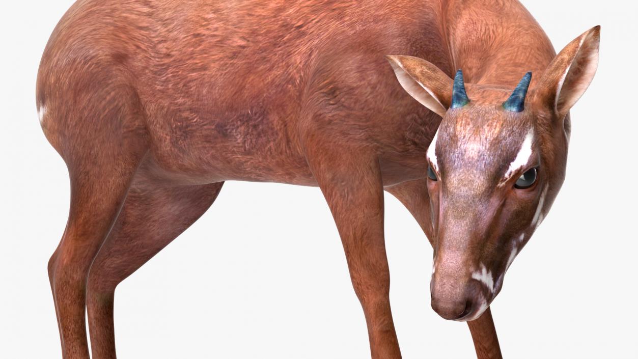 3D Saola Rigged for Maya 3 model