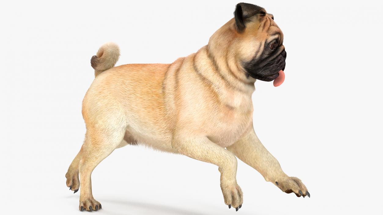 3D model Pug Dog Run Pose Fur