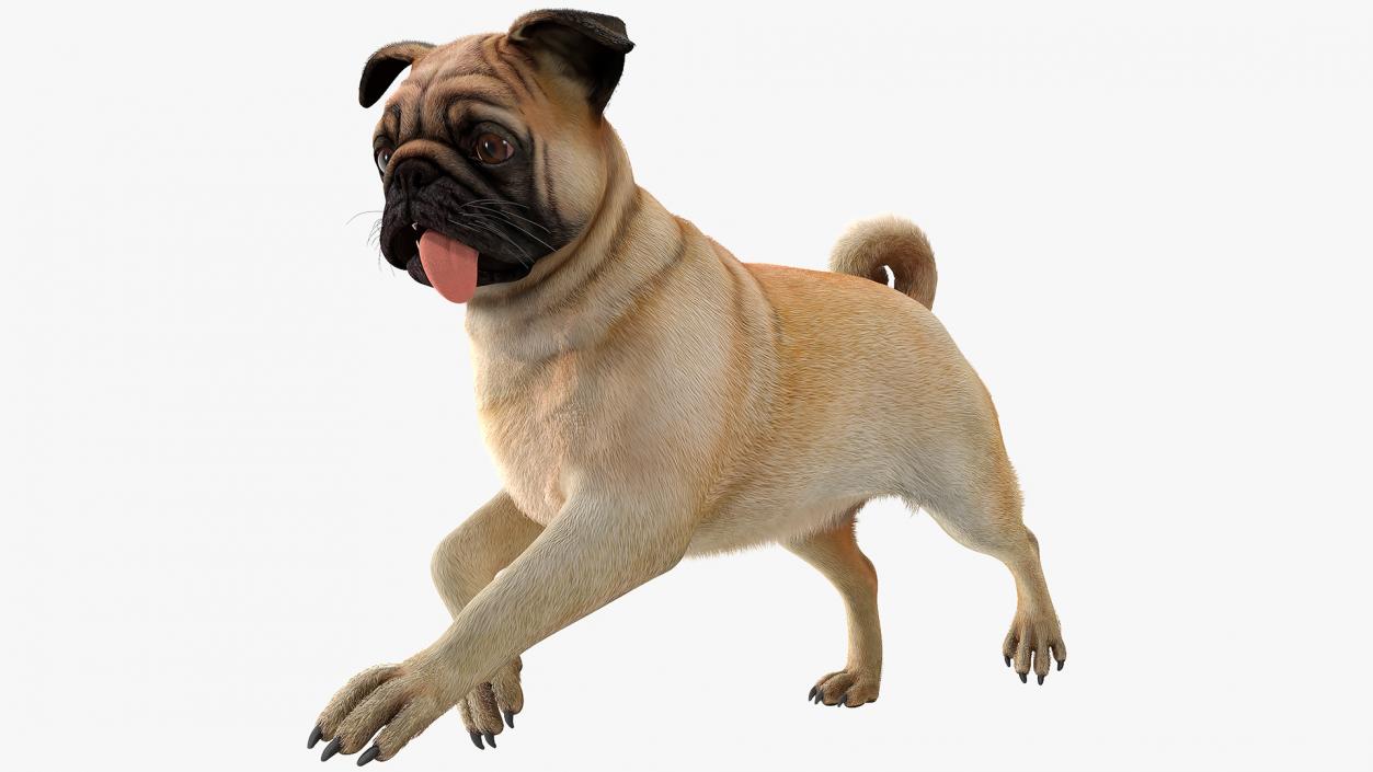 3D model Pug Dog Run Pose Fur