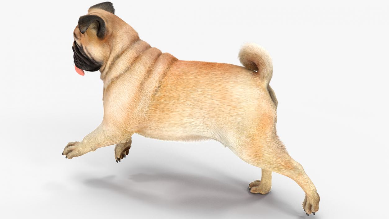 3D model Pug Dog Run Pose Fur