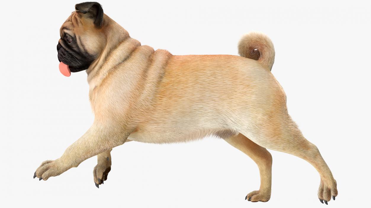 3D model Pug Dog Run Pose Fur