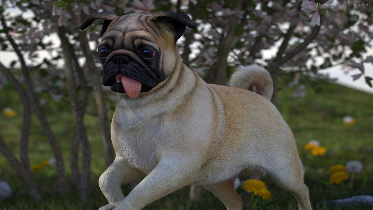 3D model Pug Dog Run Pose Fur