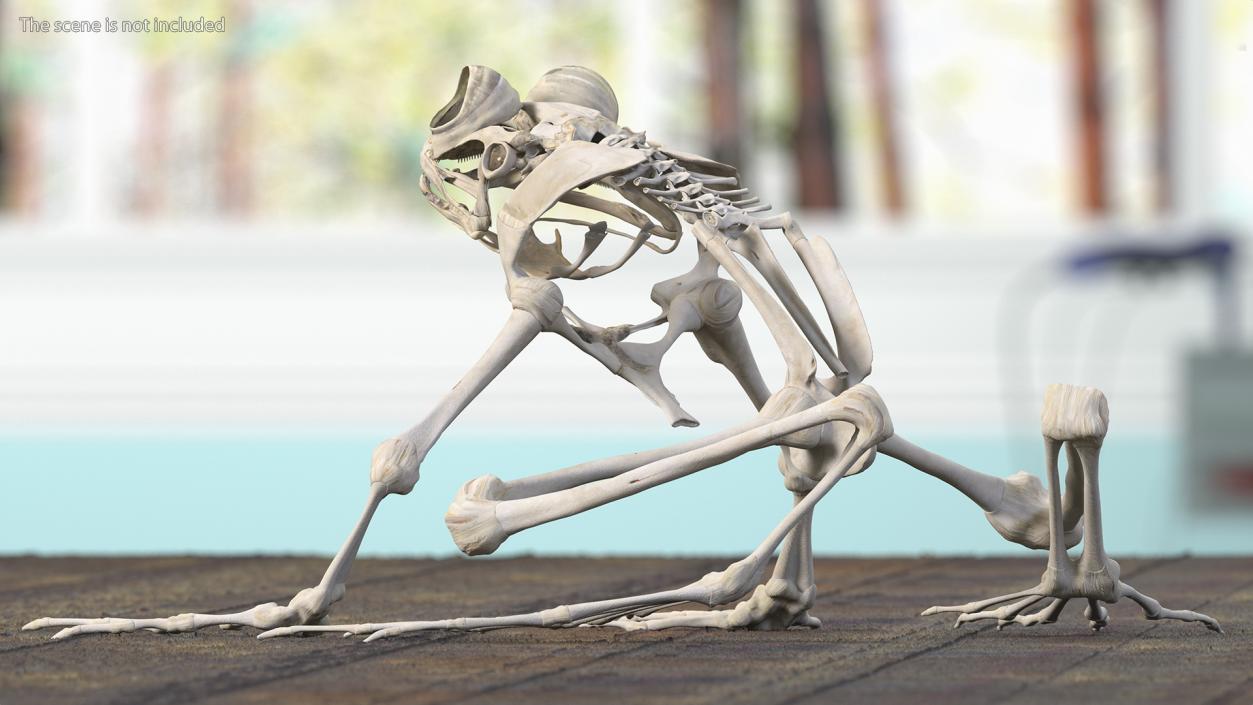 Animal Skeletons Collection 3D