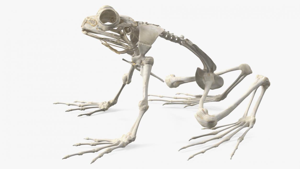 Animal Skeletons Collection 3D