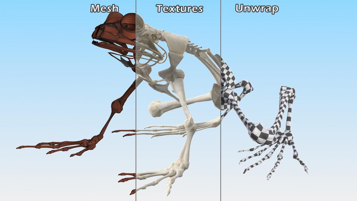 Animal Skeletons Collection 3D