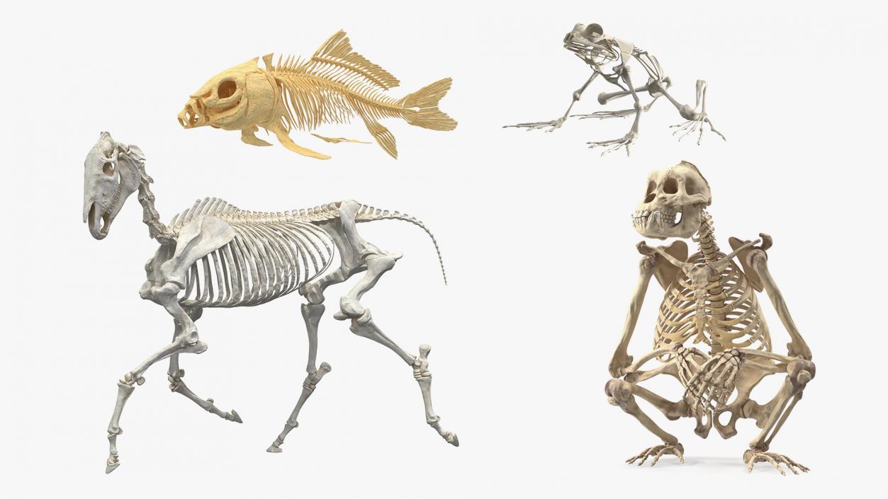 Animal Skeletons Collection 3D