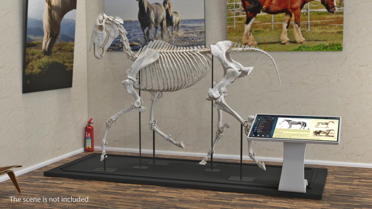 Animal Skeletons Collection 3D