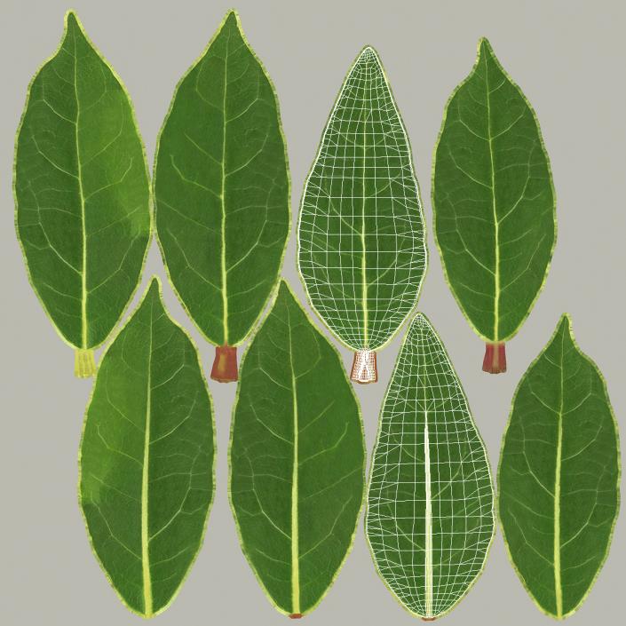 Fresh Laurel Leaf 3D