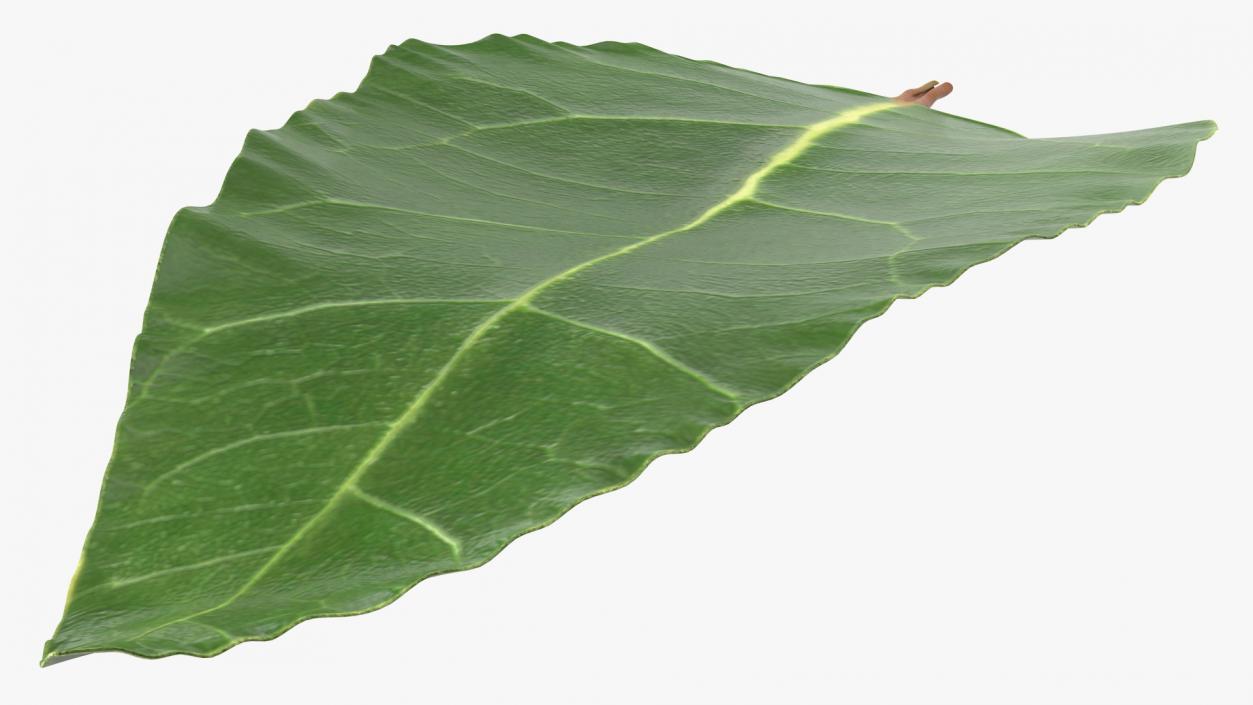 Fresh Laurel Leaf 3D