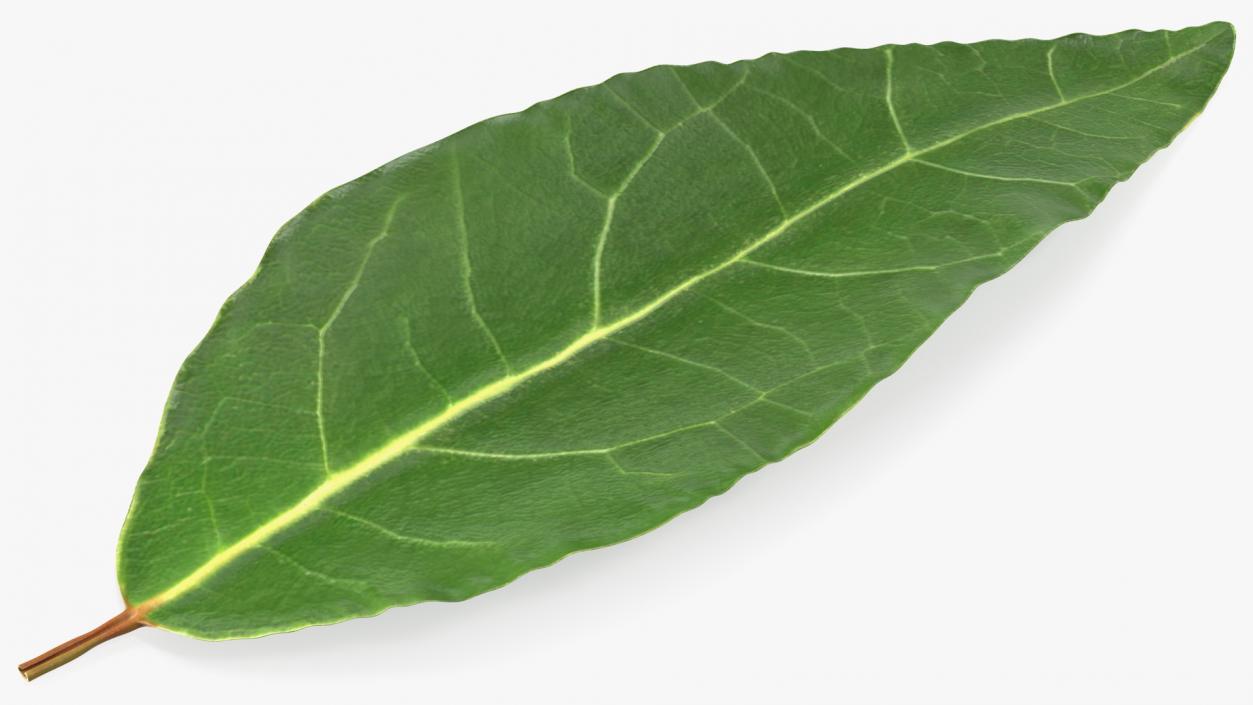 Fresh Laurel Leaf 3D