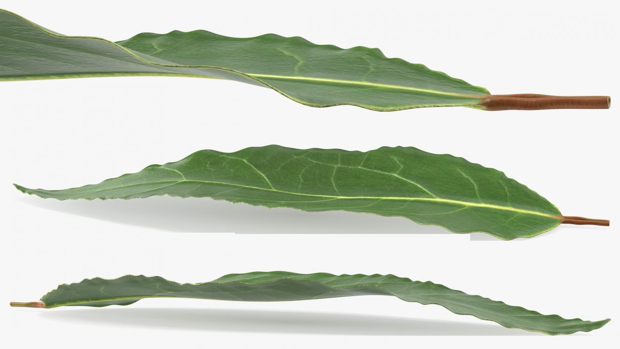 Fresh Laurel Leaf 3D