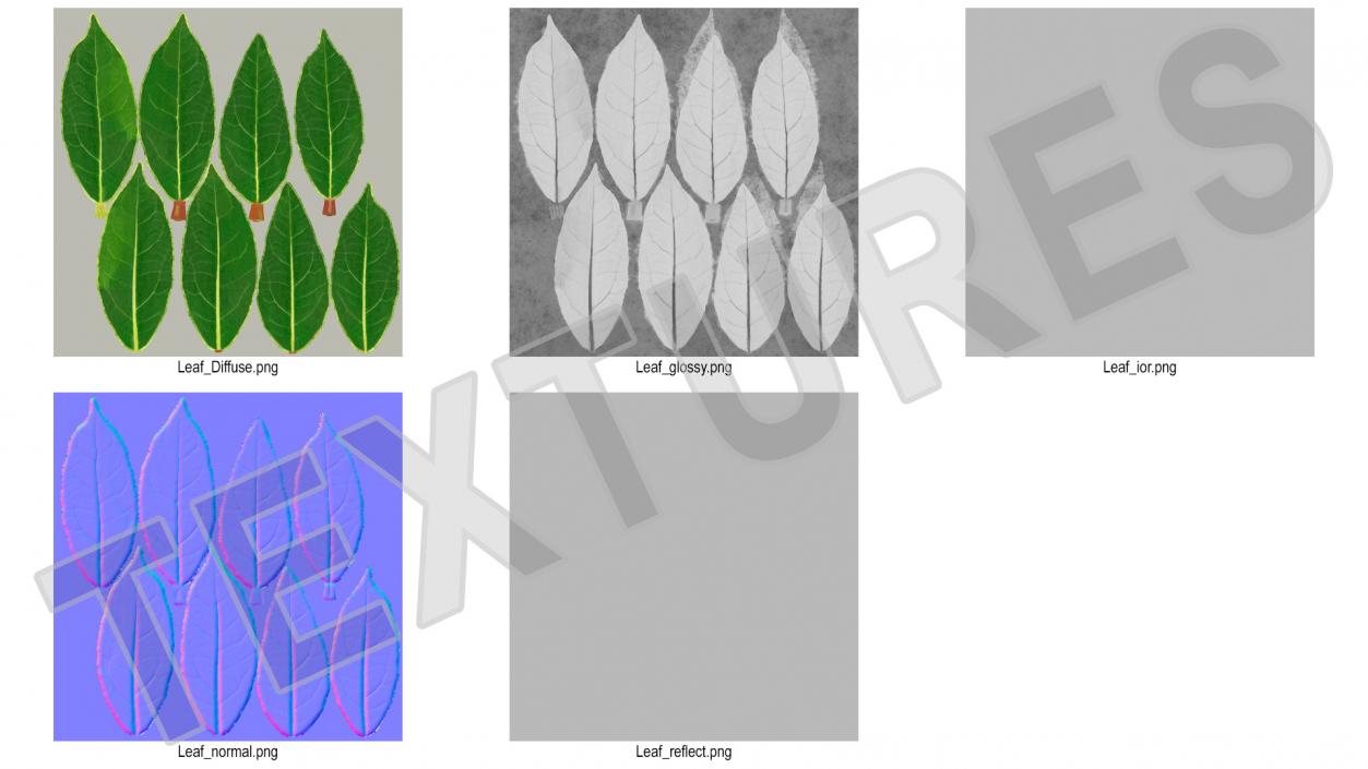 Fresh Laurel Leaf 3D