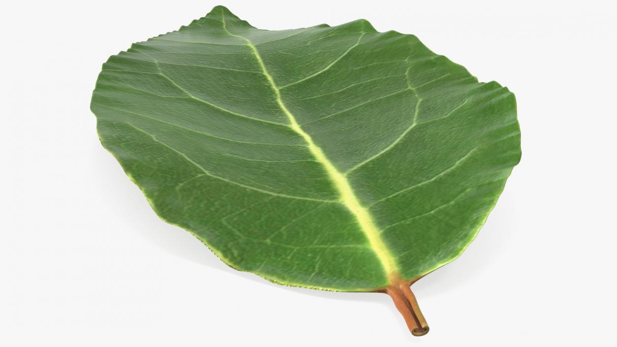 Fresh Laurel Leaf 3D