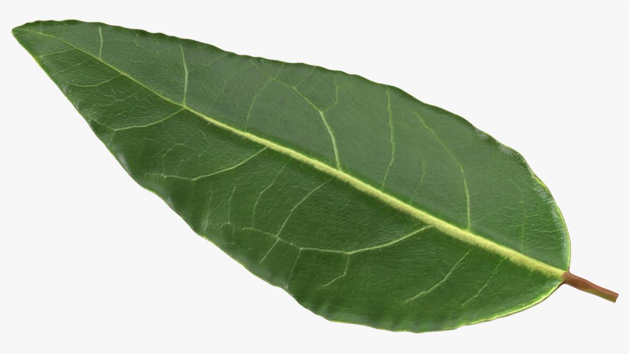 Fresh Laurel Leaf 3D