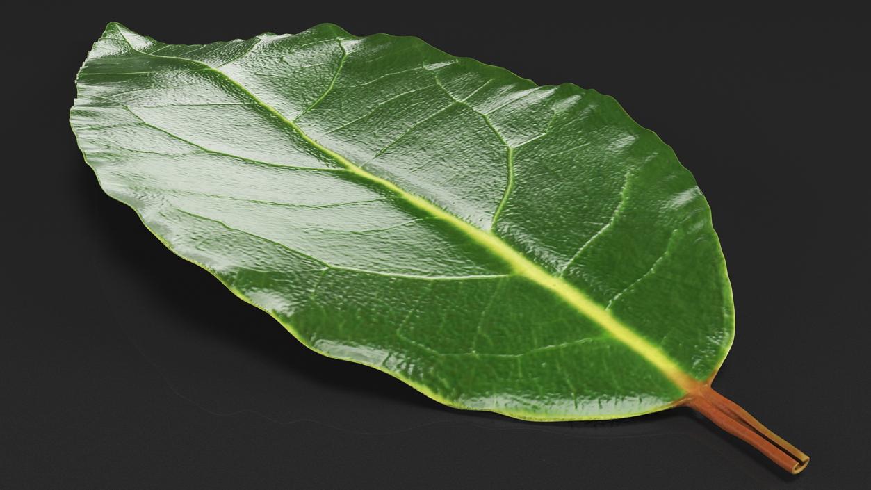 Fresh Laurel Leaf 3D