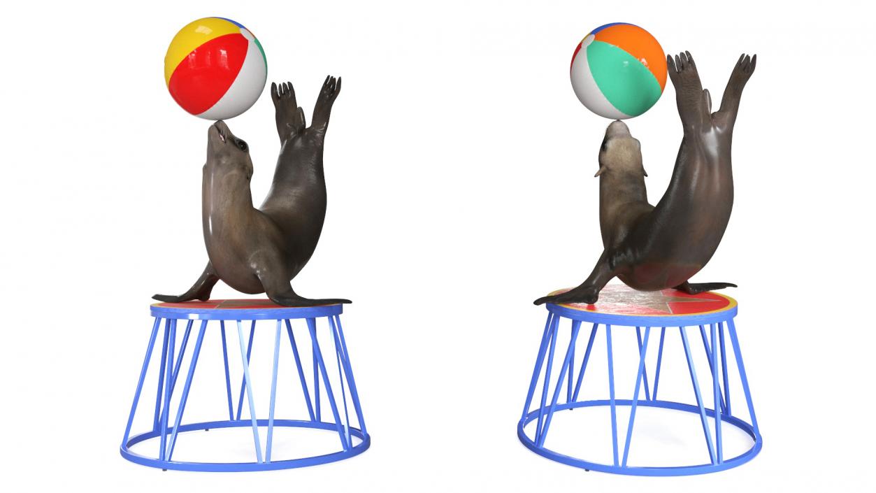 Seal on a Circus Stand 3D