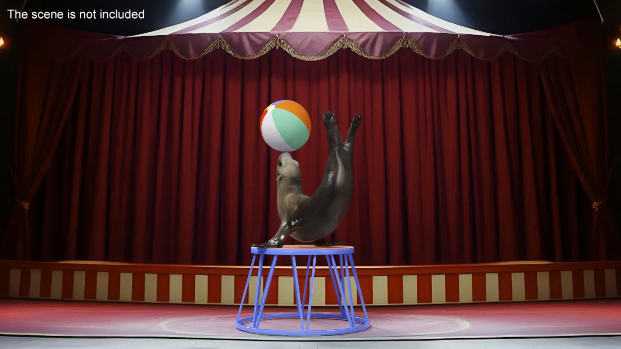 Seal on a Circus Stand 3D