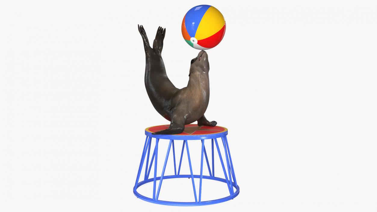 Seal on a Circus Stand 3D