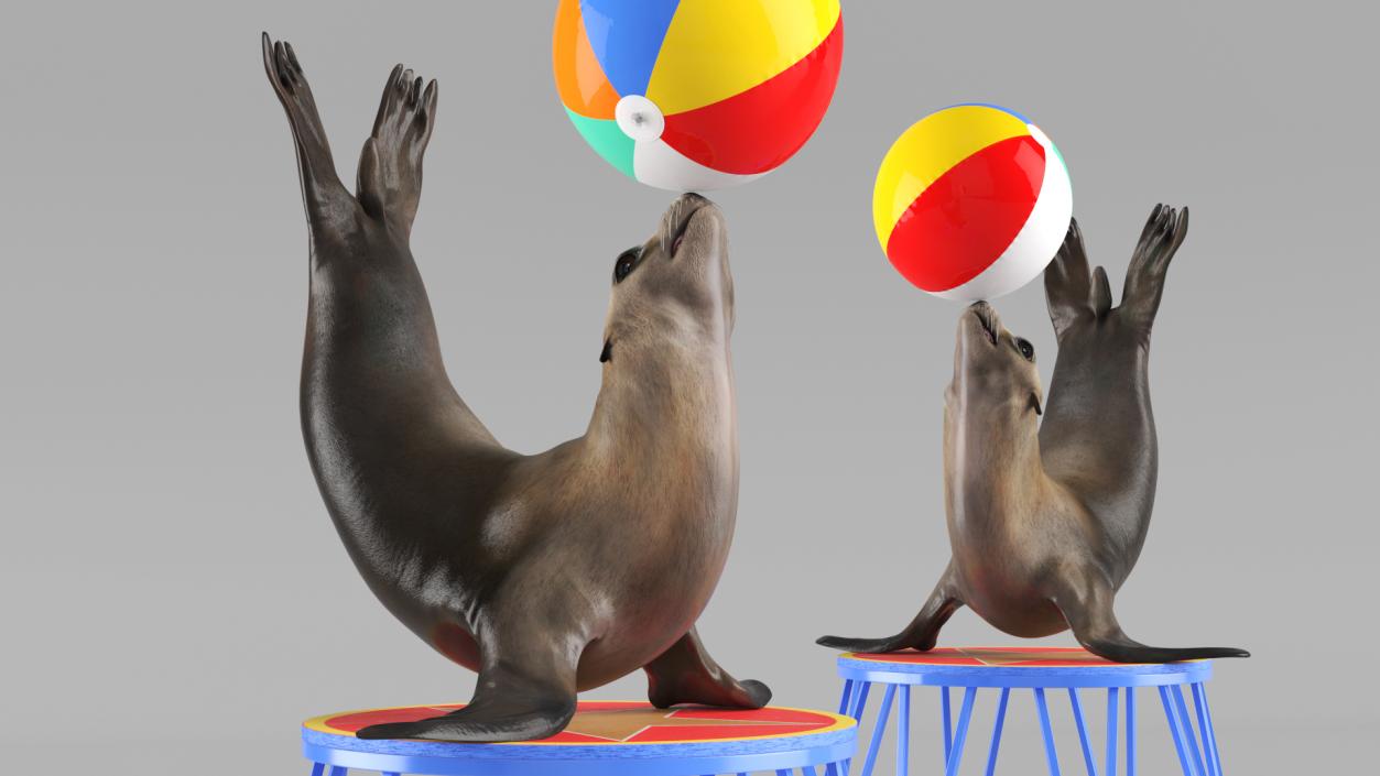 Seal on a Circus Stand 3D