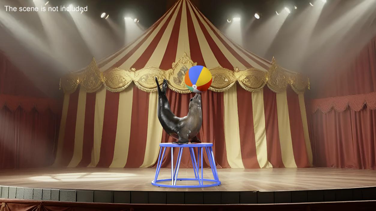 Seal on a Circus Stand 3D