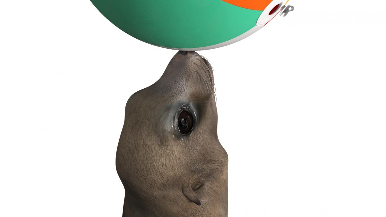 Seal on a Circus Stand 3D