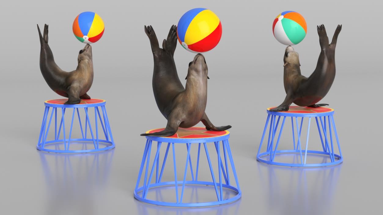 Seal on a Circus Stand 3D