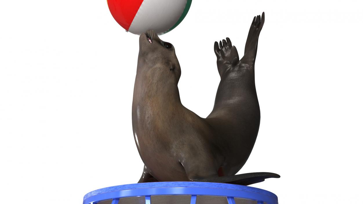 Seal on a Circus Stand 3D