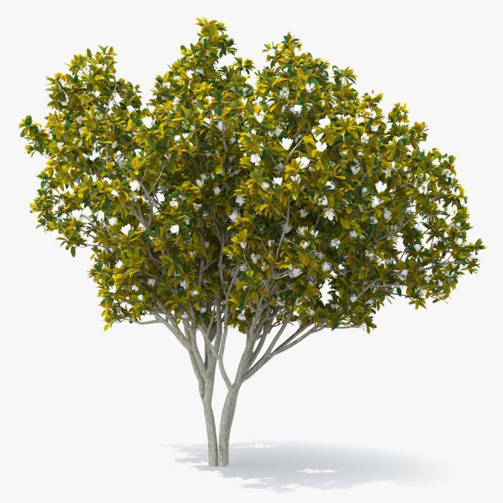 Southern Magnolia Tree 3D