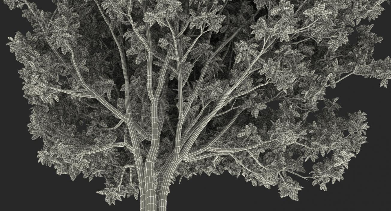 Southern Magnolia Tree 3D