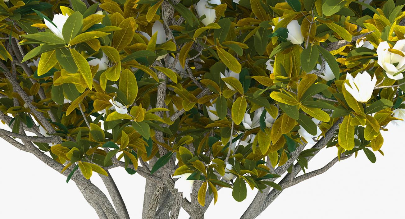 Southern Magnolia Tree 3D