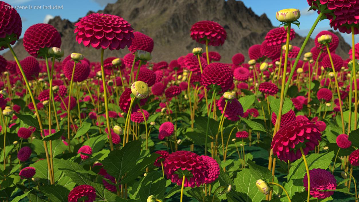 Dahlia Franz Kafka Set 3D