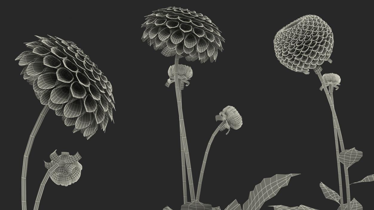 Dahlia Franz Kafka Set 3D