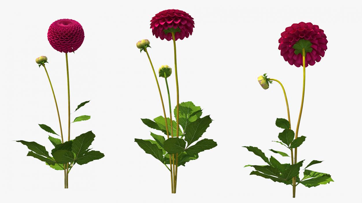 Dahlia Franz Kafka Set 3D