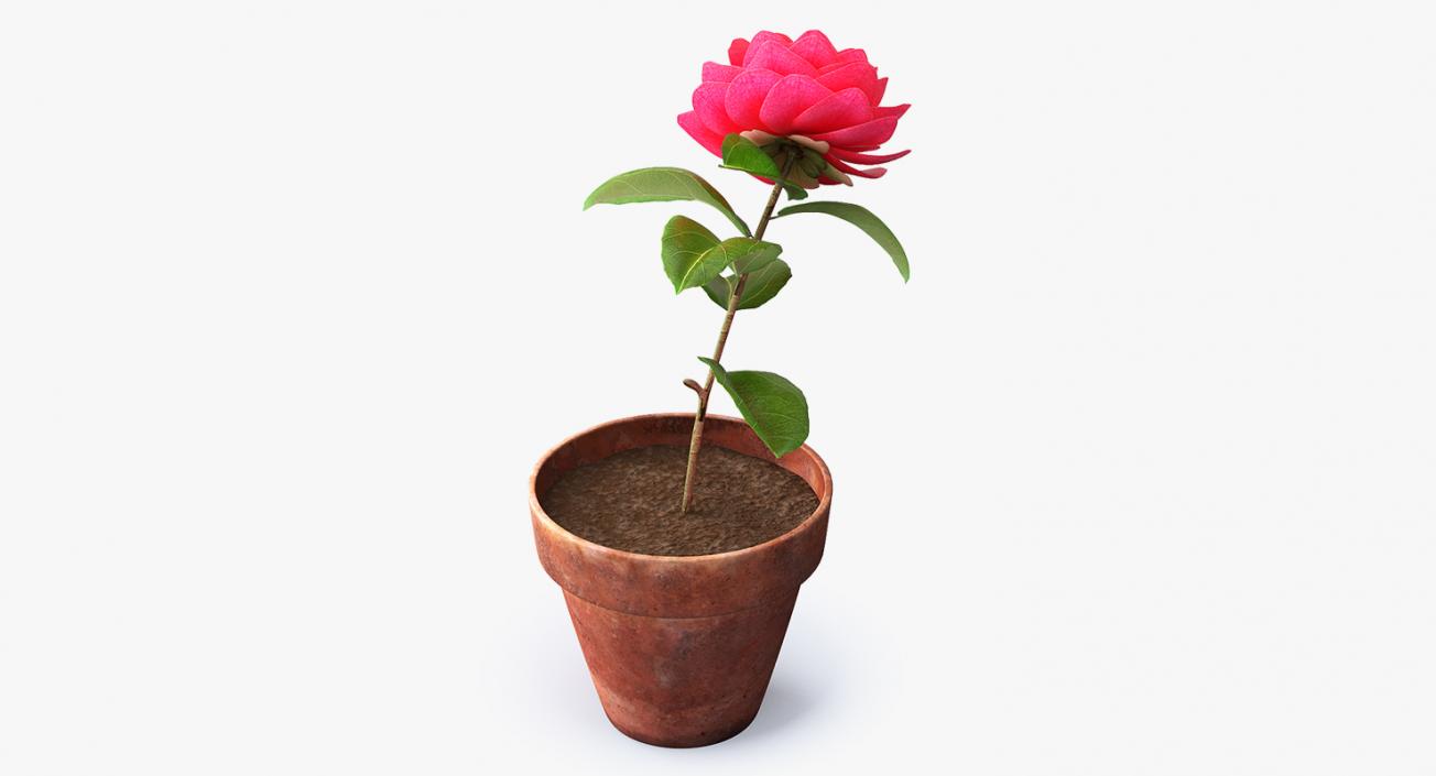 3D Flower Camelia in Pot