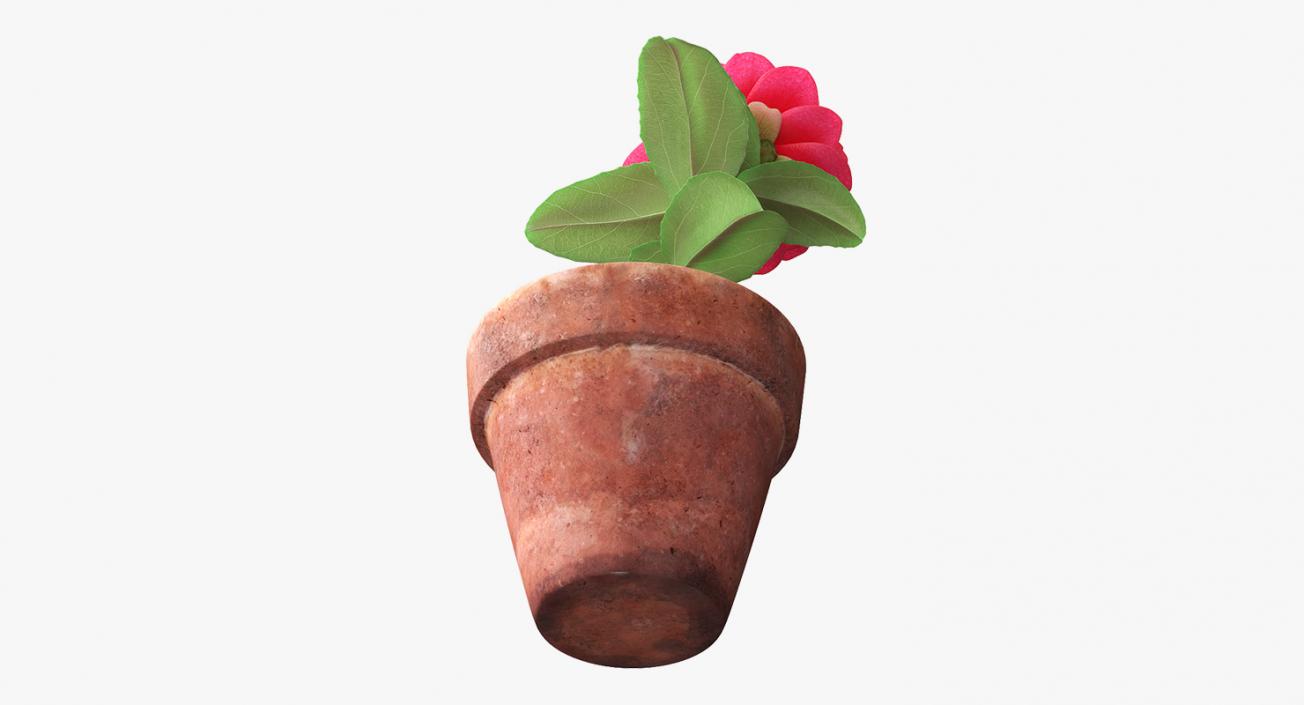 3D Flower Camelia in Pot