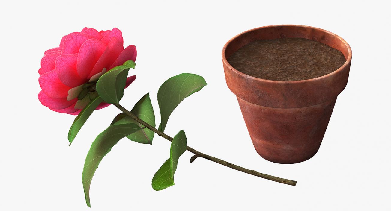 3D Flower Camelia in Pot