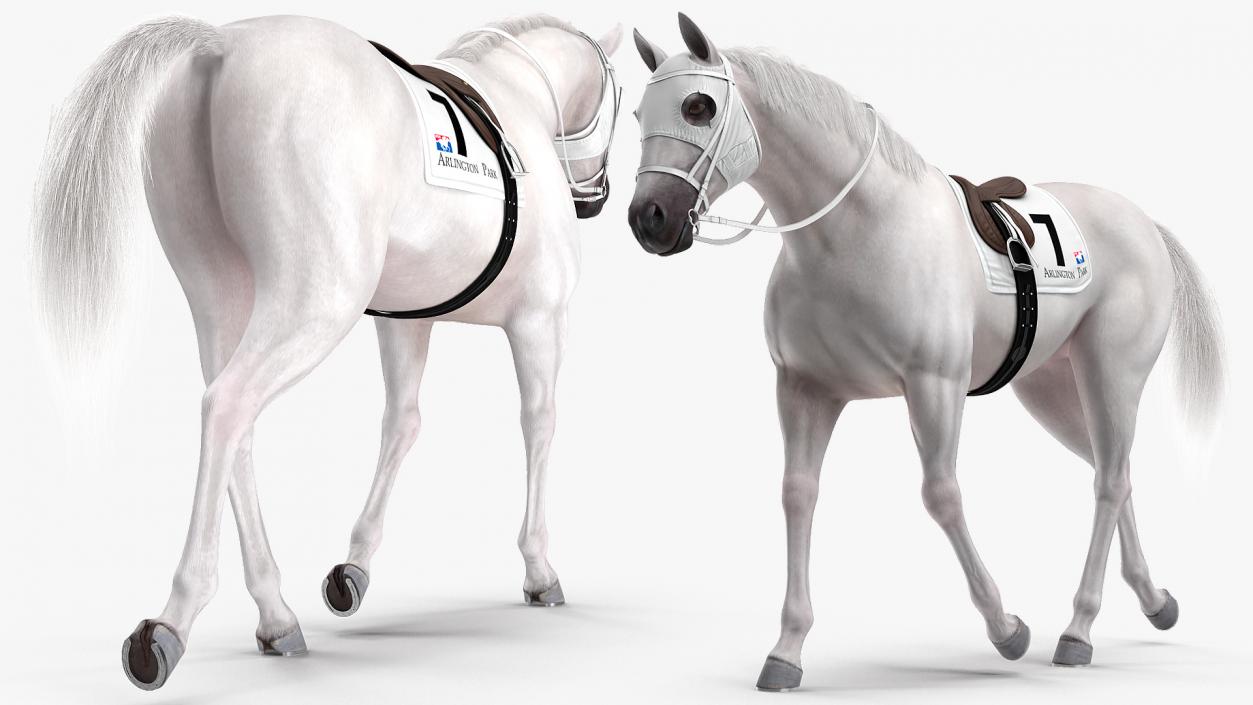 White Racehorse Gait Pose Fur 3D model