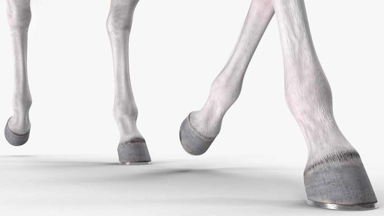 White Racehorse Gait Pose Fur 3D model