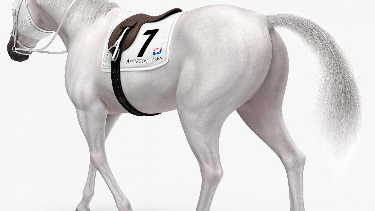 White Racehorse Gait Pose Fur 3D model