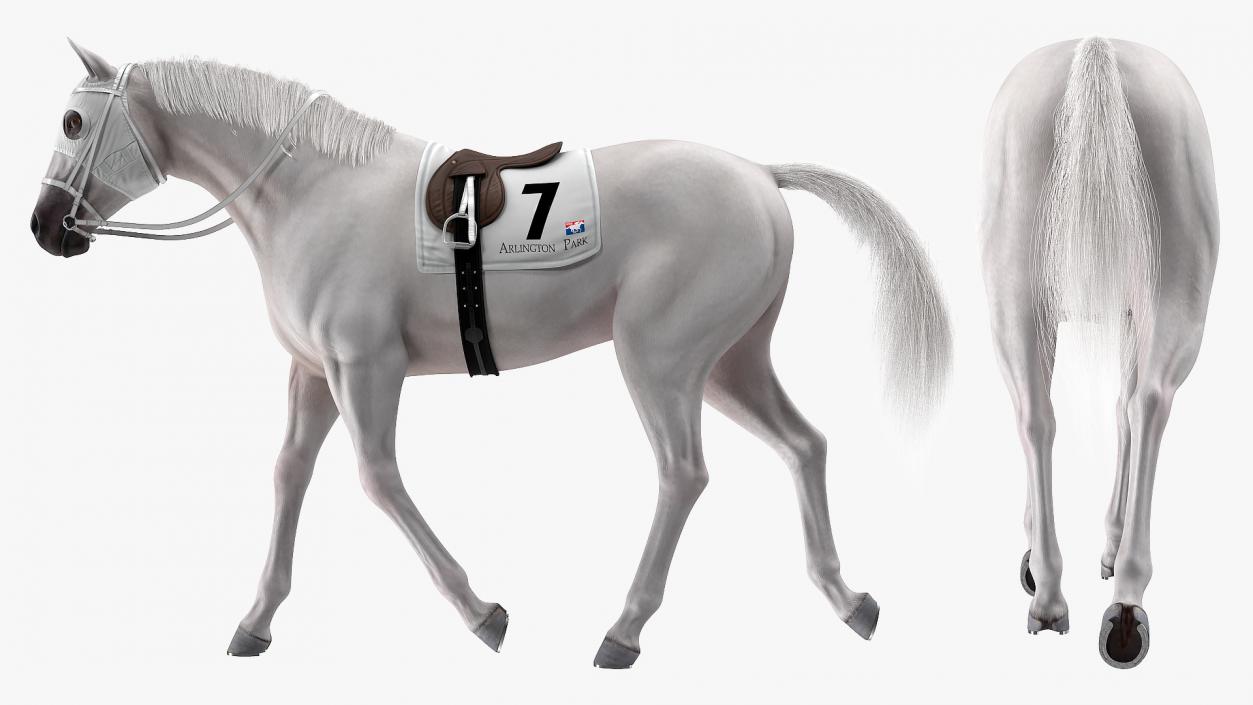 White Racehorse Gait Pose Fur 3D model