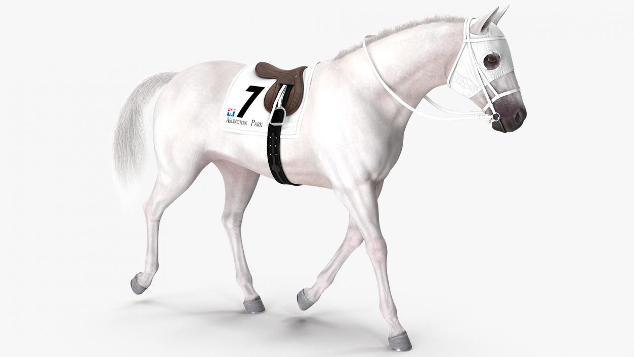 White Racehorse Gait Pose Fur 3D model