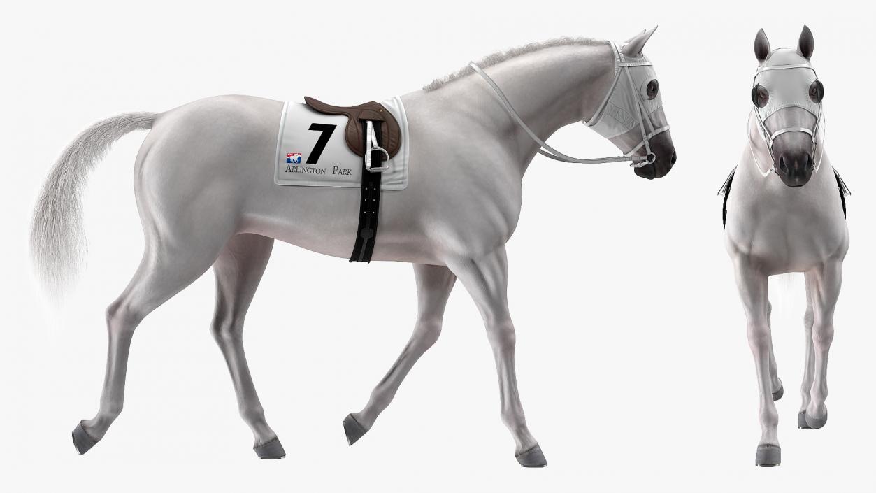 White Racehorse Gait Pose Fur 3D model