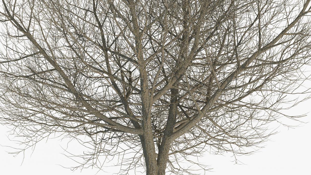 3D White Ash Winter