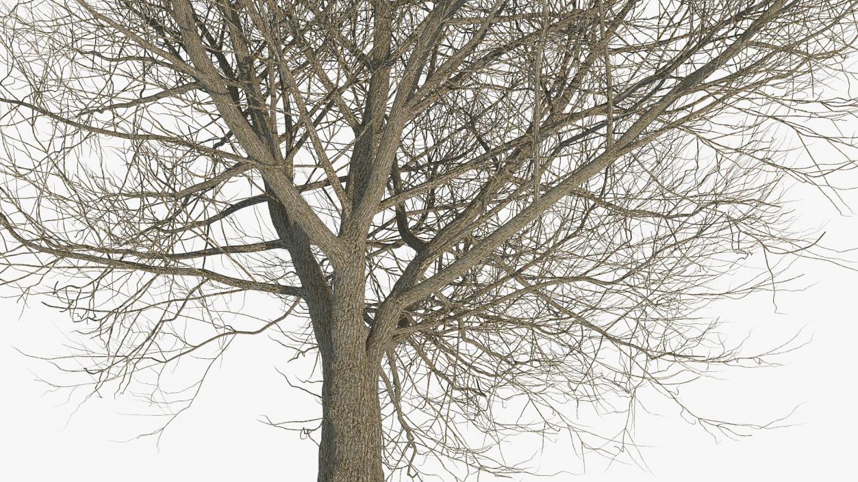 3D White Ash Winter